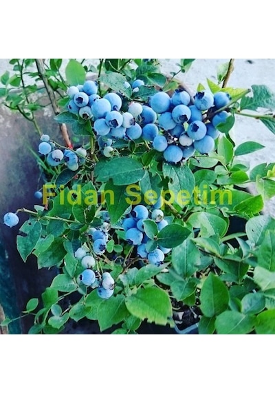 2 Yaş Chandler Yaban Mersini Fidanı