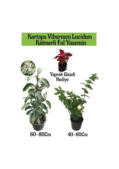 Kartopu Viburnum 1 Adet+katmerli Ful Yasemin 1 Adet+yaprak Güzeli Hediye Bahçe Bitkisi