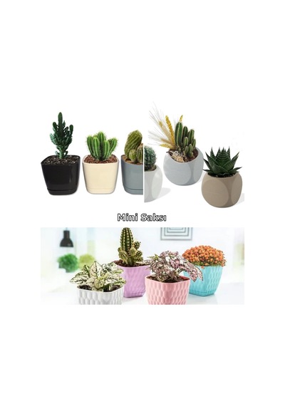 Mor Bambu Ağacı Tohumu 10 Adet Tohum + Küp Saksı + Torf