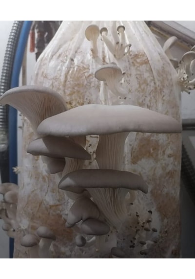 12 Lt 6 Kg Istiridye Mantarı Miseli Tohum Kompostu Mantar Vermeye Hazır Durumda