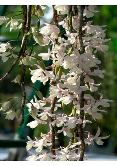 Videolu Çin Yasemini Kokulu Beyaz Renkli 20 60cm 1 Adet Saksılı Fidan Jasminum Polyanthum Jasmine
