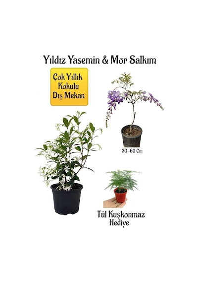 Kokulu Yıldız Yasemin Çiçeği+mor Salkım Ağacı Fidanı Tül Kuşkonmaz Hediyeli Peyzaj Seti