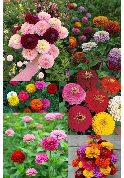 Lilliput Zinnia Tohumu Bodur Top Çiçekli Karışım Kirli Hanım Çiçeği