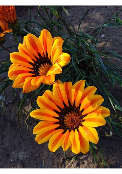 Turuncu 1 Adet Gazanya Çiçeği Saksılı 30-50cm Gazania Flower