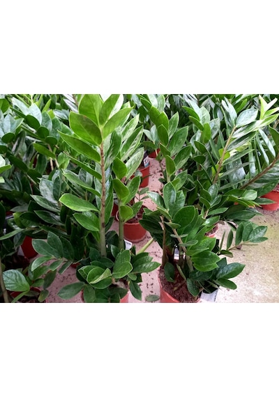 Zamia Bitkisi - Zeze Çiçeği 2 Adet  2948