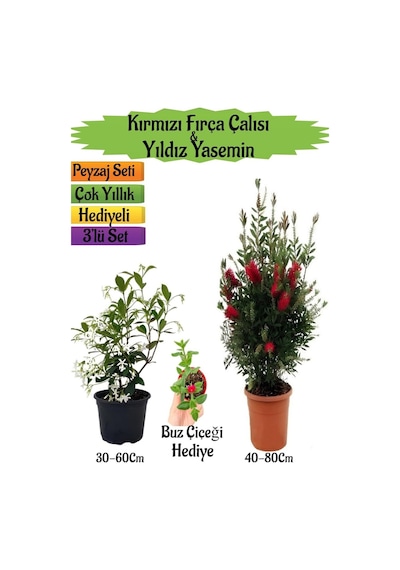 Kırmızı Fırça Çalısı+kokulu Yıldız Yasemin+buz Çiçeği Peyzaj Seti