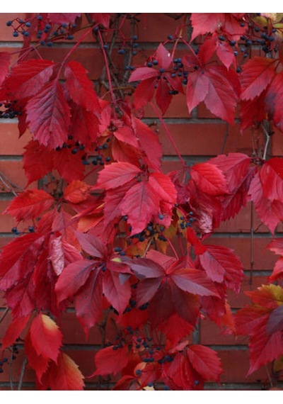 Videolu Kırmızı Amerikan Sarmaşığı Fidanı 45-60 Cm Saksılı/tüplü Dış Mekan Ağaçları American Ivy