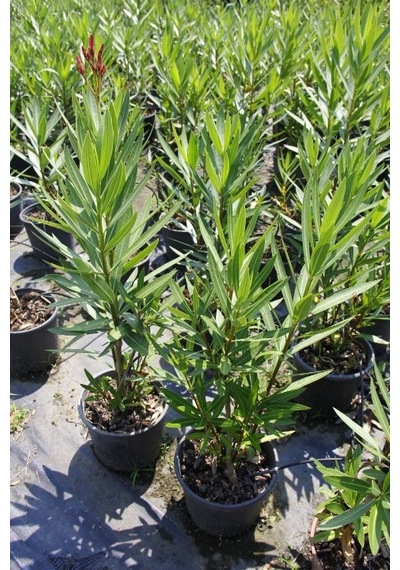 Zakkum - Nerium Oleander 3 Adet