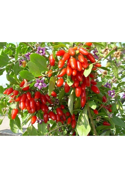 6 Adet Gojiberry Fidanı 2 Yaş Açık Kök Aşılı..