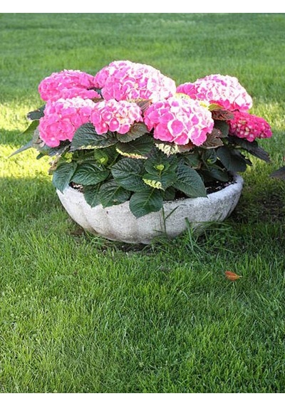 Videolu Pembe Ortanca 30 50 Cm 1 Adet Tüplü Çiçekli Bahçe Balkon Bitkisi Hydrangea Macrophylla
