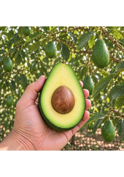 Zutano Avokado 20 Adet