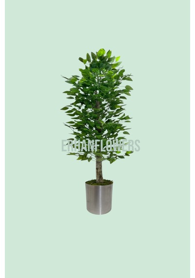 Yapay 150cm Benjamın Yogun Yaprak Metal Saksı Yeşil