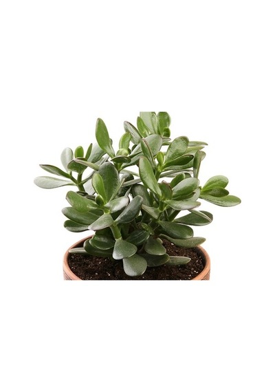 Bonsai Crassula Ovata Para Ağacı Yeşim 10cm Saksıda
