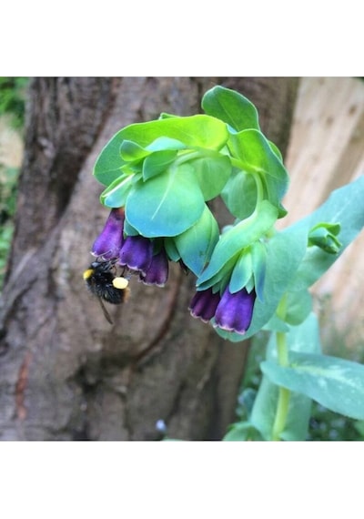 10 Adet Cerinthe Major, Pride Of Gibraltar, Honeywort Tohumu