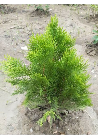Videolu Özel Limoni Salon Çamı 30-50 Cm Saksılı/tüplü Dış Mekan Ağaçları Norfolk Island Pine