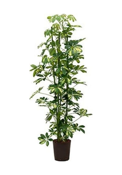 Şeflera Bitkisi 110 120 Cm Schefflera Bitkisi 5 Parmak Bitkisi Ev Bitkisi Ofis Bitkisi Salon Bitkisi
