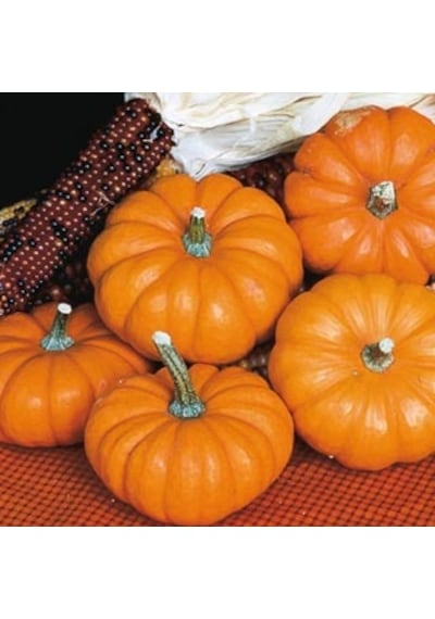 Avuç İçi Mini Bal Kabağı Tohumu 10+ Tohum N115891