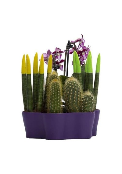 Plastik Kaktüs Saksı 5,5 Cm 13630291