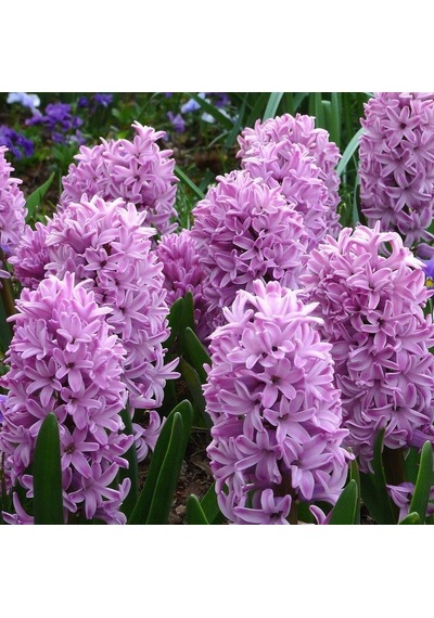 Hyacinthus Splendid Cornelia Sümbül Soğanı 3  Adet