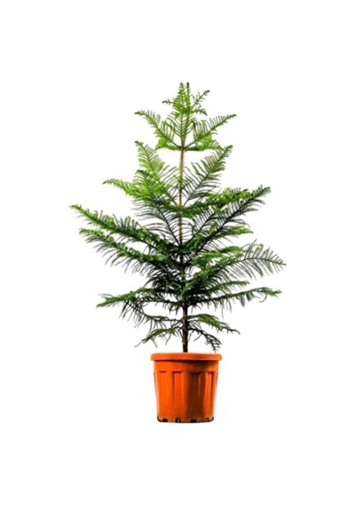 Videolu Salon Çamı Fidanı 1 Adet Saksılı/tüplü 20-40cm Iç/ Dış Mekan Bitkisi Araucaria