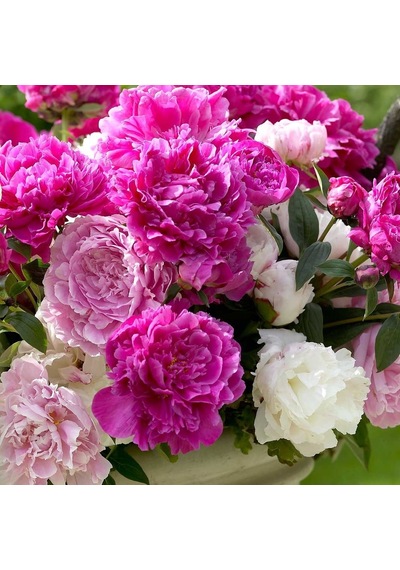 Karışık Şakayık Çiçeği Yumrusu Mix Peony 3 Adet