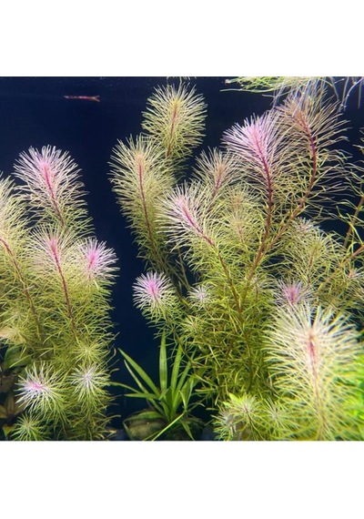 Rotala Bossi Saksı Canlı Bitki