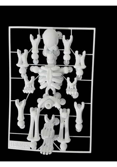 Sök+tak İnsan İskeleti