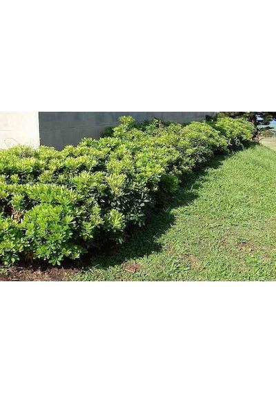 Pittosporum Çalısı