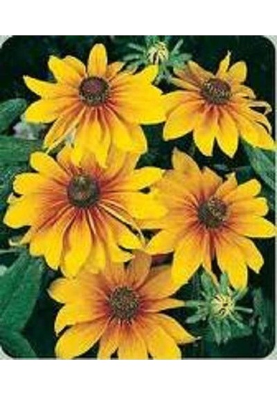 20 Adet Indian Summer Glorıosa Daısy Tohumu