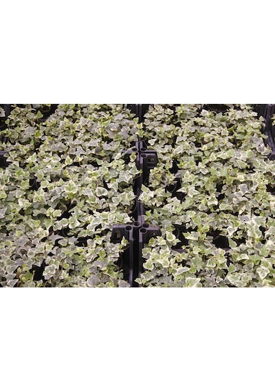 Küçük Yapraklı Hedera Sarmaşık 5 Adet N11.26785
