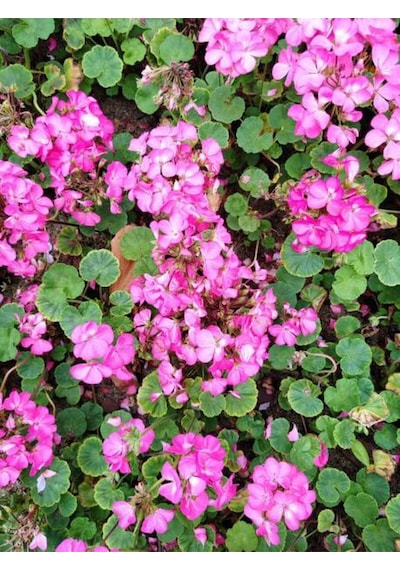 Videolu 1 Adet Açık Pembe Sardunya Çiçeği 15-25 Cm Saksılı Çiçekli Bodur Bitkiler Geranium