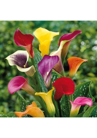 Camtohum Nadir Calla Lily Tohumu Ekim Seti 10 Tohum +Saksı+Toprak+^Hediye