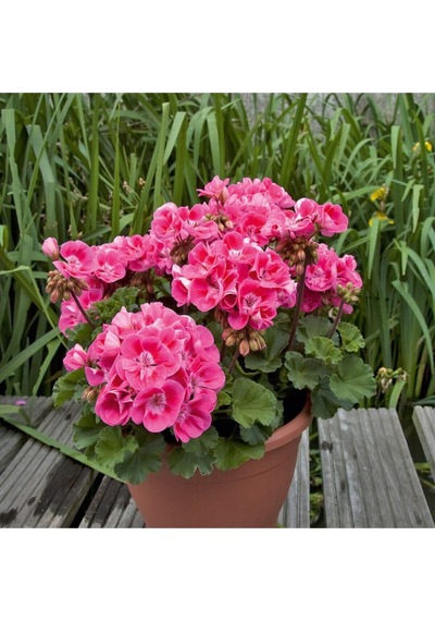Videolu 3'lü Karışık Renk Sardunya Çiçeği 20-30 Cm Saksılı Çiçekli Bodur Bitkiler Pelargonium
