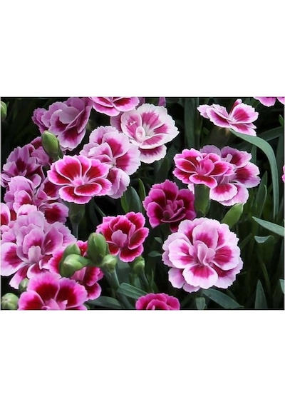 Pembe Çin Karanfili Çiçeği 20 Adet