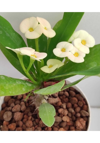 Beyaz Milli Dikenler Tacı 1 Adet Saksılı 15-40 Cm Salon Bitkisi Euphorbia
