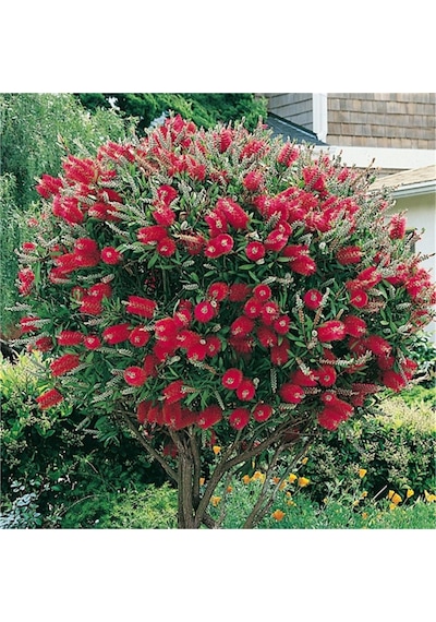 Fırça Çalısı Çiçeği Fidanı 20-40 Cm