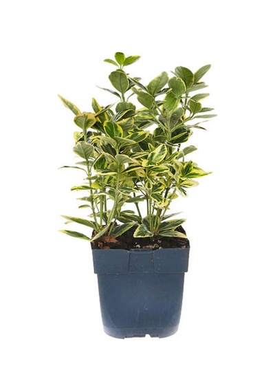 Videolu Alacalı Şeflera 70 100 Cm 1 Adet Saksılı Iç Mekan Bitkisi Schefflera