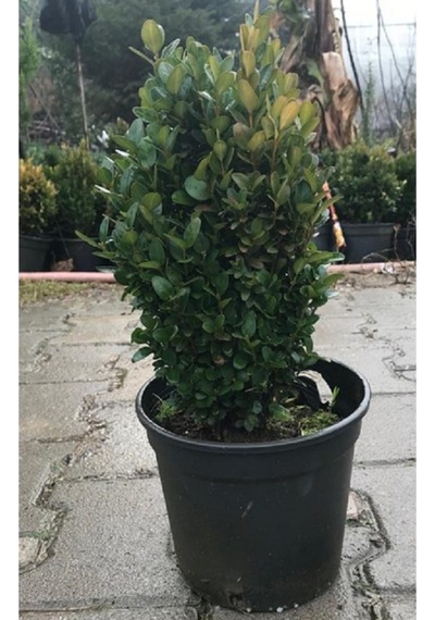Şimşir 20-40 Cm Buxus Japonica Rococo Dış Mekan Süs Bitkisi