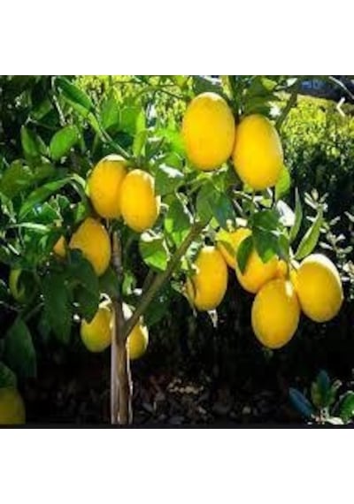 Tüplü Aşılı Mayer Limon Fidanı 2 Yaş 130-160 Cm