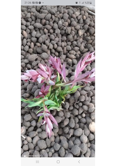 Salep Tohumu Yumru Serapies 1 Paket