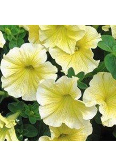 10 Adet Natural Trailing Petunia Yellow Star Tohumu