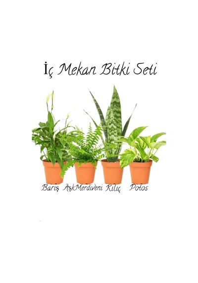 Barış Çiçeği 30-45cm -aşk Merdiveni-yeşil Kılıç 20-30cm -pothos Sarmaşığı 20-45cm