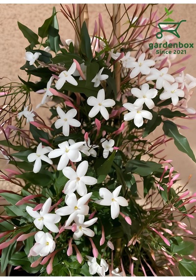 Mis Kokulu Klasik Yasemin Çiçeği 1 Adet Saksılı/tüplü 30-60cm Jasminum