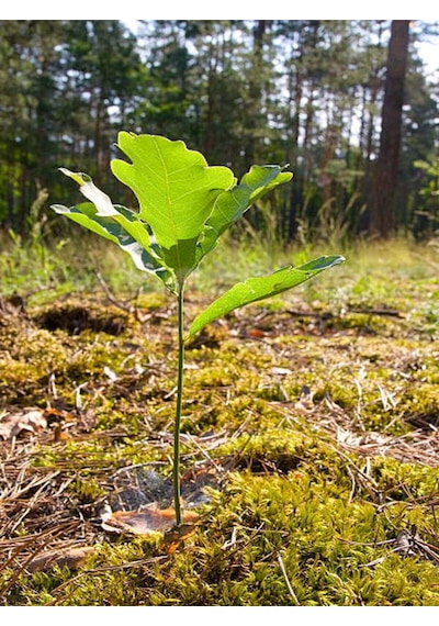 Favori Ürün Çınar Ağacı Fidanı Doğu Çınarı 80 90 Cm 4 Adet Tüplü Dış Mekan Platanus Orientalis