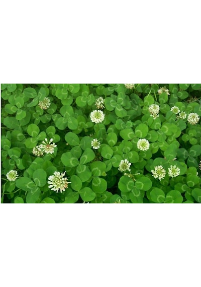 Üçgül Tohumu 250 GR Ak Üçgül Tohumu Trifolium Repens Aküçgül