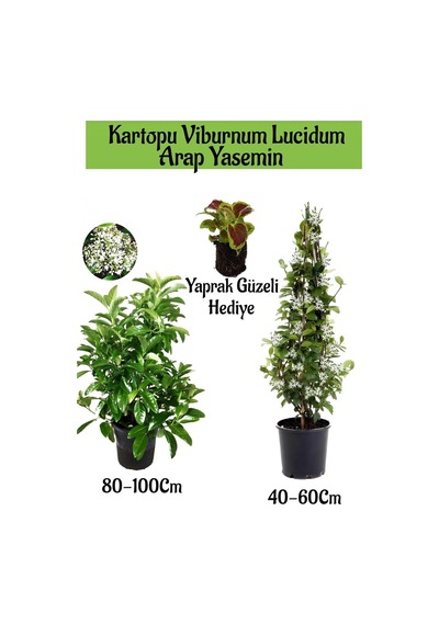 Favori Ürün Kartopu Viburnum 1 Adet+kokulu Arap Yasemini1 Adet+yaprak Güzeli Hediye Bahçe Bitkisi