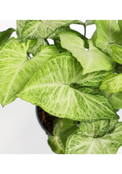 Videolu Hediyelik Melek Kanadı Çiçeği 25-40 Cm Saksılı Iç Mekan Bitkileri Syngonium Podophyllum