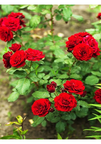 Videolu Samuray Yediveren Beyaz Kırmızı Renkli 30 50 Cm 2 Adet Saksılı Aşılı Gül White Red Rose