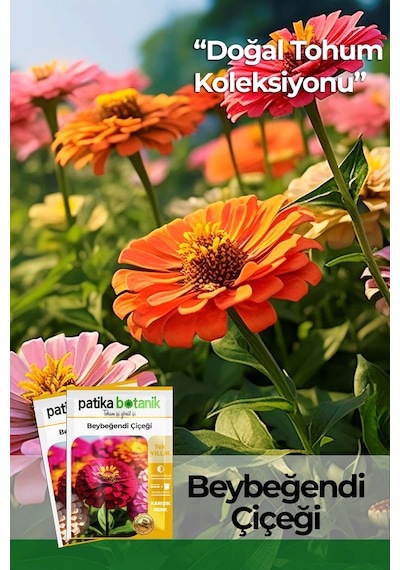 30 Adet Beybeğendi Zinnia Çiçek Tohumu