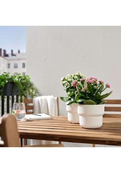 Ikea Kalanchoe Canlı Bitki, Çok Renkli, 10.5 Cm, Kalanchoe Calandiva
